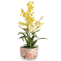JAMBOREE BERRY QUATREFOIL PLANTER